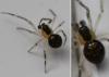 Paidiscura pallens